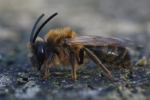 Andrena sp.